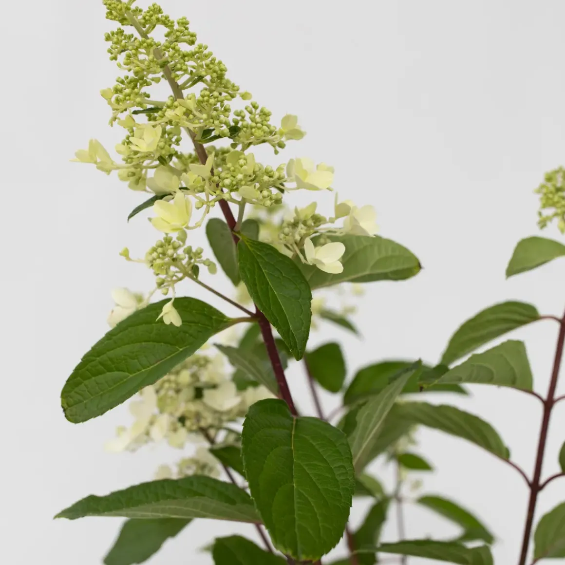 Hydrangea 'Pinky Winky' - Pluimhortensia - Pot 19Cm - Hoogte 25-40Cm