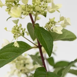 Hydrangea 'Pinky Winky' - Pluimhortensia - Pot 19Cm - Hoogte 25-40Cm