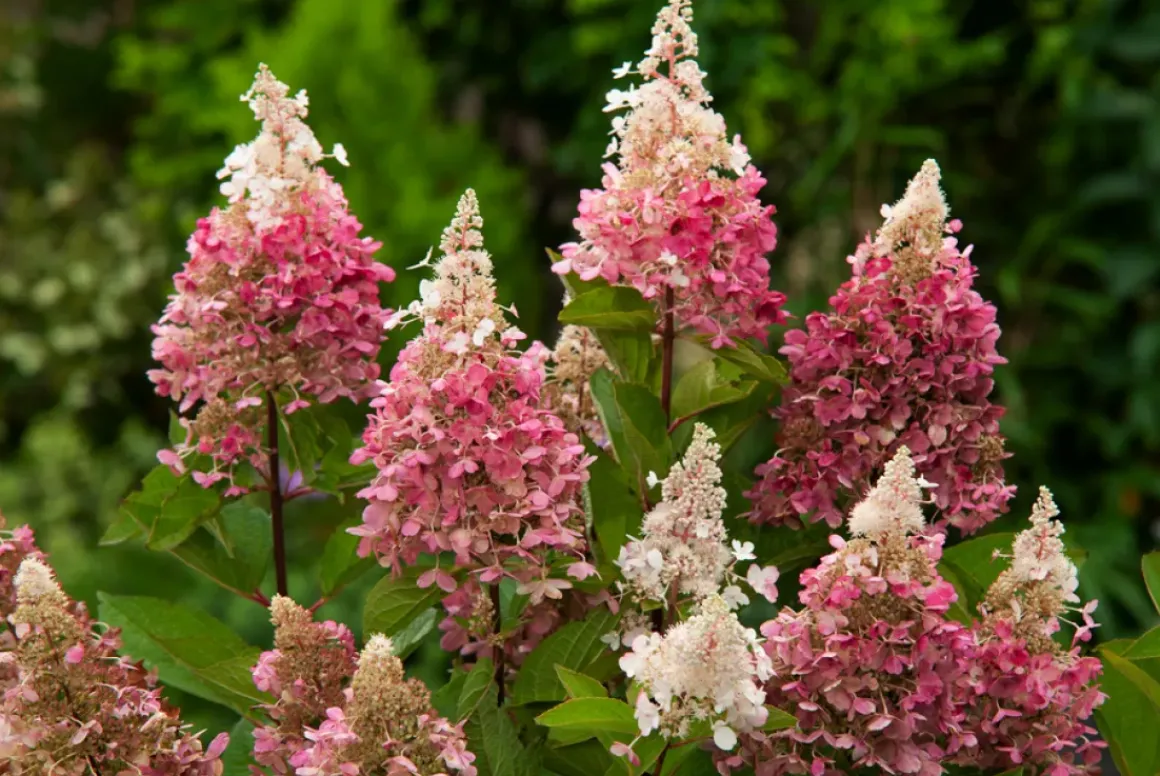 Hydrangea 'Pinky Winky' - Pluimhortensia - Pot 19Cm - Hoogte 25-40Cm