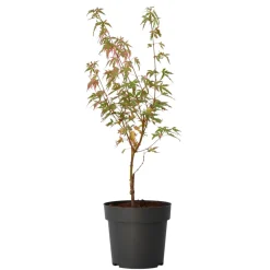 Japanese Maple 'Taylor' - "Limited Edition" - Pot 19Cm - Hoogte 50-60Cm