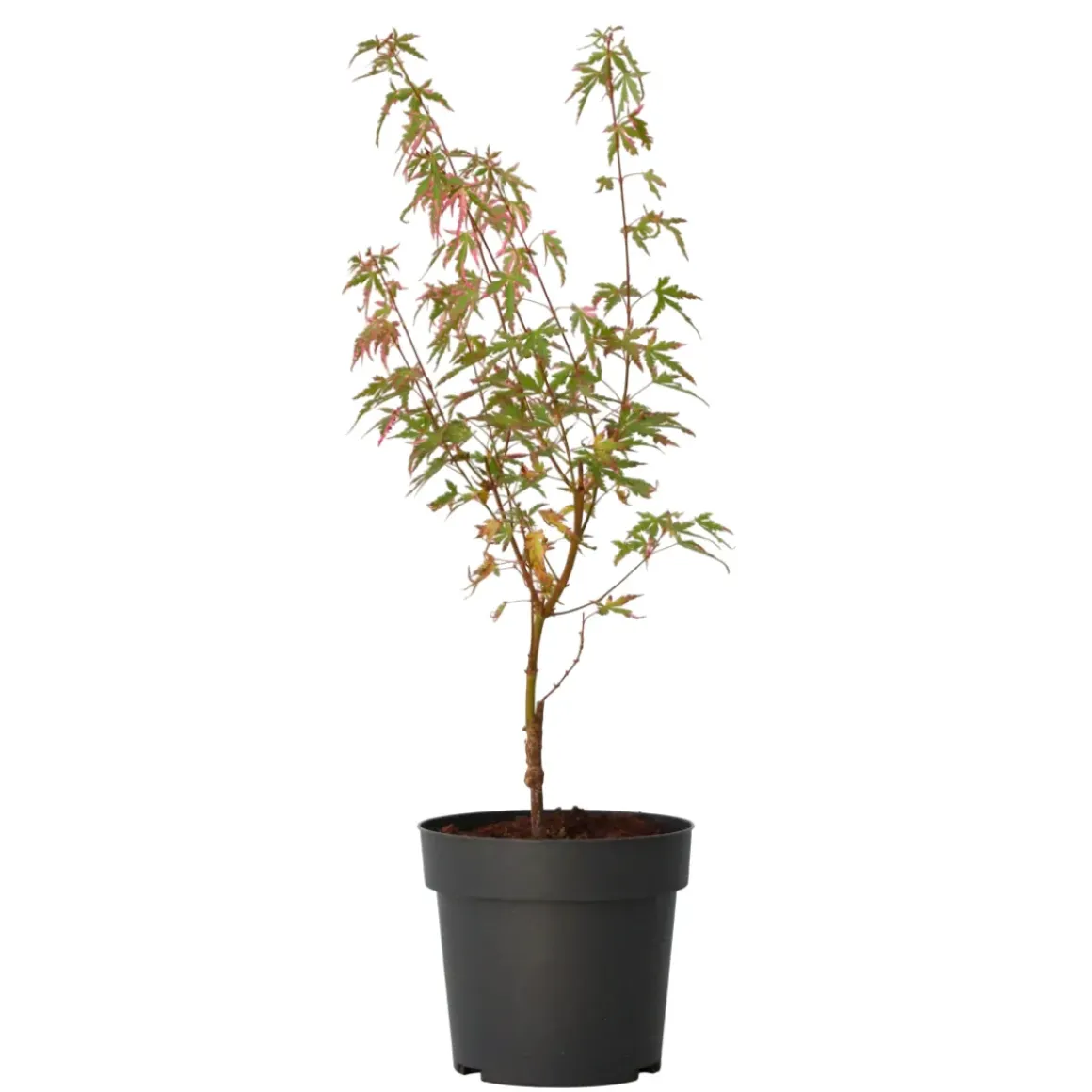 Japanese Maple 'Taylor' - "Limited Edition" - Pot 19Cm - Hoogte 50-60Cm