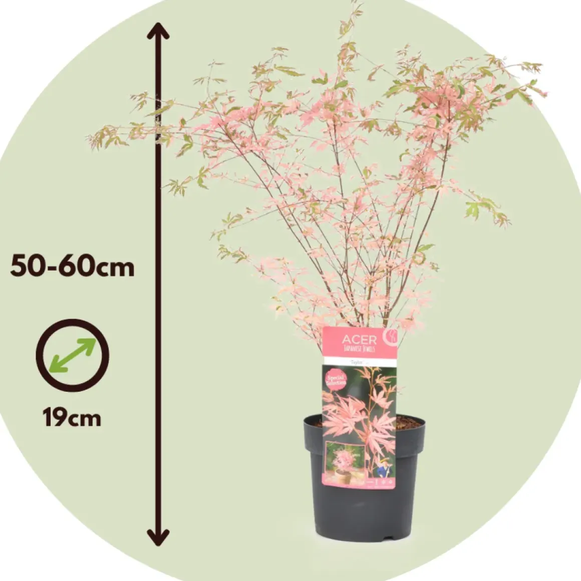Japanese Maple 'Taylor' - "Limited Edition" - Pot 19Cm - Hoogte 50-60Cm