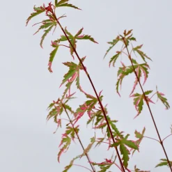Japanese Maple 'Taylor' -