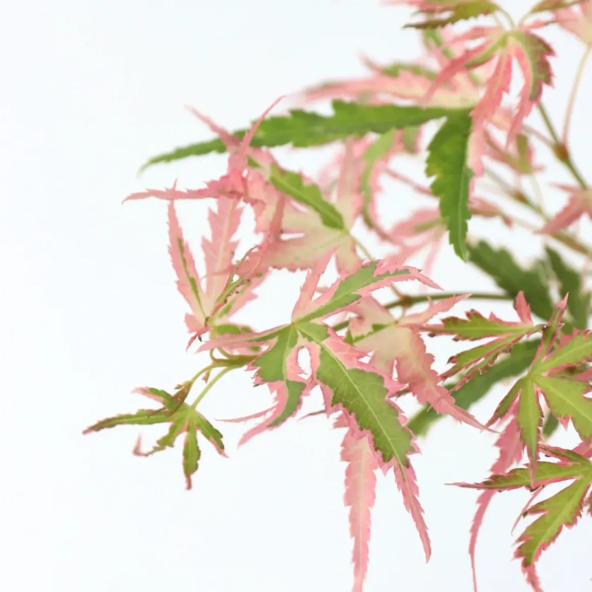 Japanese Maple 'Taylor' - "Limited Edition" - Pot 19Cm - Hoogte 50-60Cm