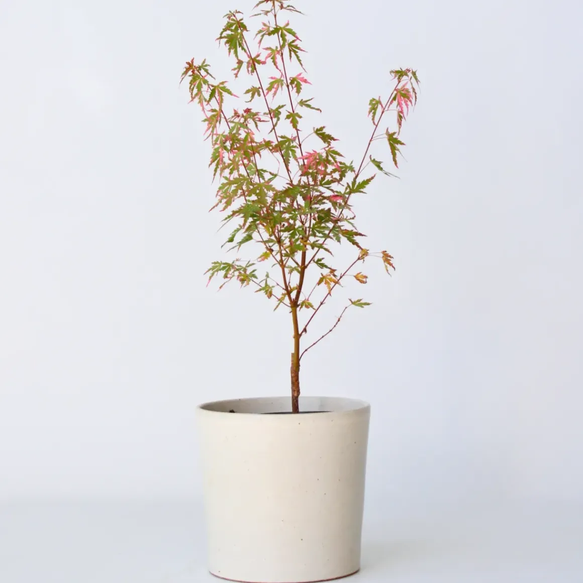 Japanese Maple 'Taylor' - "Limited Edition" - Pot 19Cm - Hoogte 50-60Cm