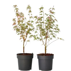 Japanese Maple 'Taylor' - Set Van 2 - Esdoorn - Pot 19Cm - Hoogte 50-60Cm