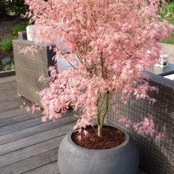 Japanese Maple 'Taylor' - Set Van 2 - Esdoorn - Pot 19Cm - Hoogte 50-60Cm