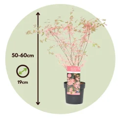 Japanese Maple 'Taylor' - Set Van 2 - Esdoorn - Pot 19Cm - Hoogte 50-60Cm