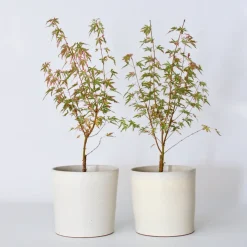 Japanese Maple 'Taylor' - Set Van 2 - Esdoorn - Pot 19Cm - Hoogte 50-60Cm