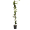 Jasmijn Xl - Klimplant - Pot 17Cm - Hoogte 110-120Cm