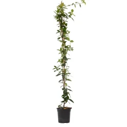 Jasmijn Xl - Klimplant - Pot 17Cm - Hoogte 110-120Cm