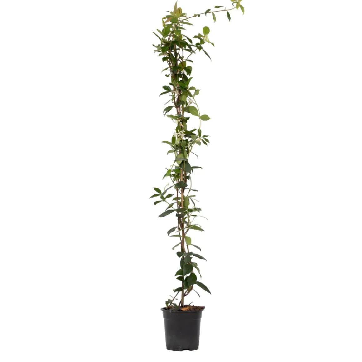 Jasmijn Xl - Klimplant - Pot 17Cm - Hoogte 110-120Cm
