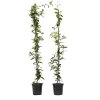 Jasmijn Xl - Set Van 2 - Klimplant - Pot 17Cm - Hoogte 110-120Cm