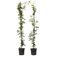 Jasmijn Xl - Set Van 2 - Klimplant - Pot 17Cm - Hoogte 110-120Cm