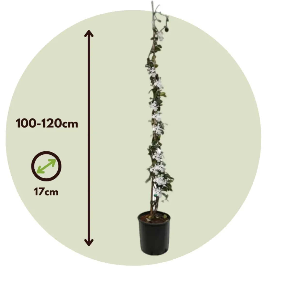 Jasmijn Xl - Set Van 2 - Klimplant - Pot 17Cm - Hoogte 110-120Cm