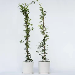 Jasmijn Xl - Set Van 2 - Klimplant - Pot 17Cm - Hoogte 110-120Cm