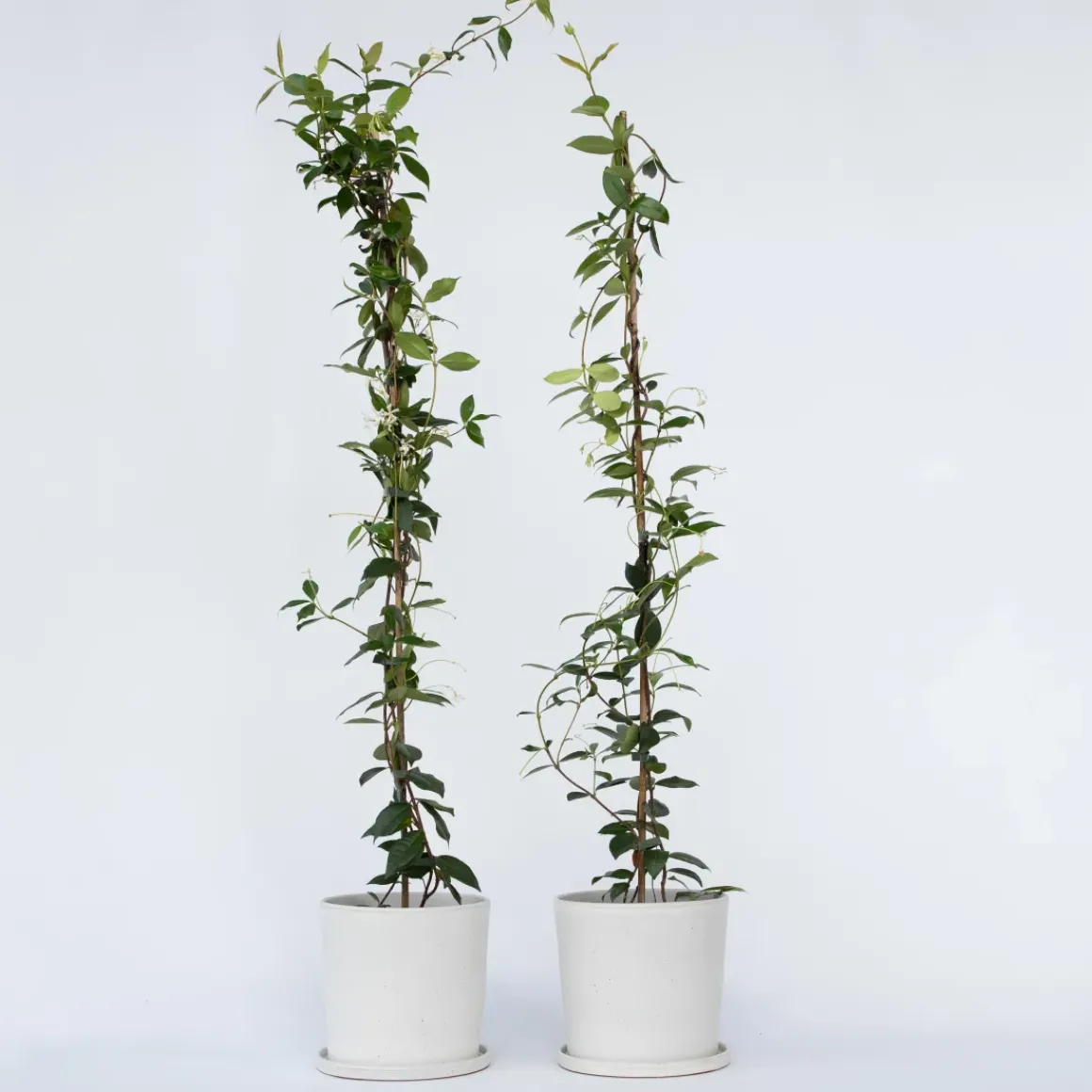 Jasmijn Xl - Set Van 2 - Klimplant - Pot 17Cm - Hoogte 110-120Cm