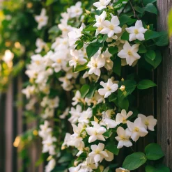 Jasminoides Officinale - Set Van 3 - Wit - Jasmijn - Pot 9Cm - Hoogte 25-40Cm