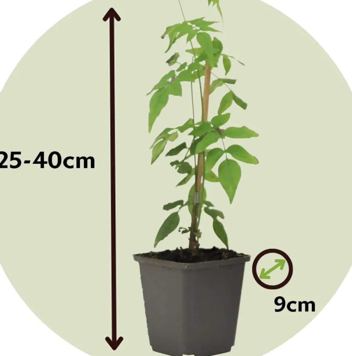 Jasminoides Officinale - Set Van 3 - Wit - Jasmijn - Pot 9Cm - Hoogte 25-40Cm