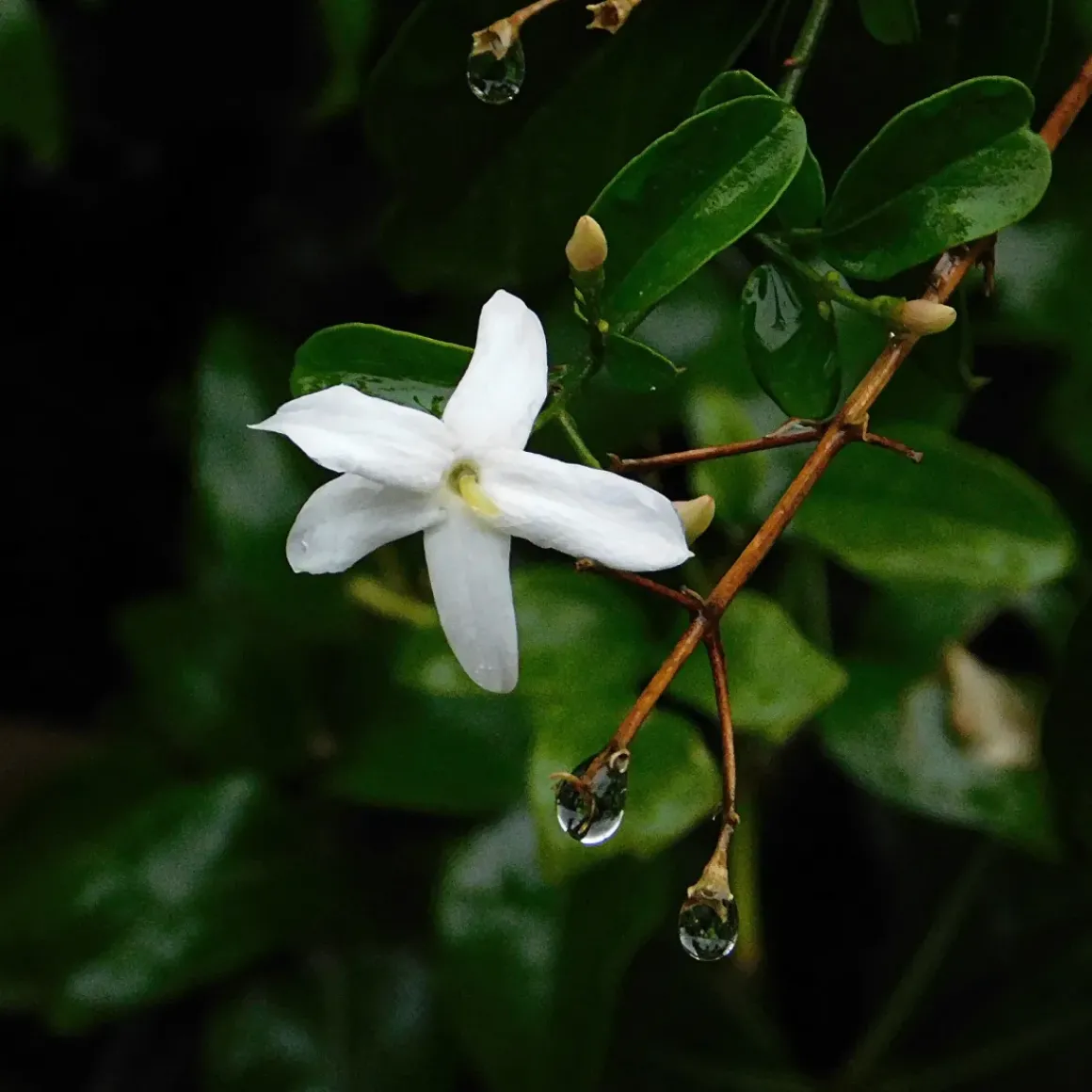 Jasminoides Officinale - Set Van 3 - Wit - Jasmijn - Pot 9Cm - Hoogte 25-40Cm