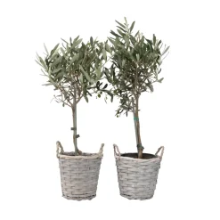 Olea Europaea - Set Van 2 - Olijfboom Stam In Mand - Pot 14Cm - Hoogte 45-55Cm
