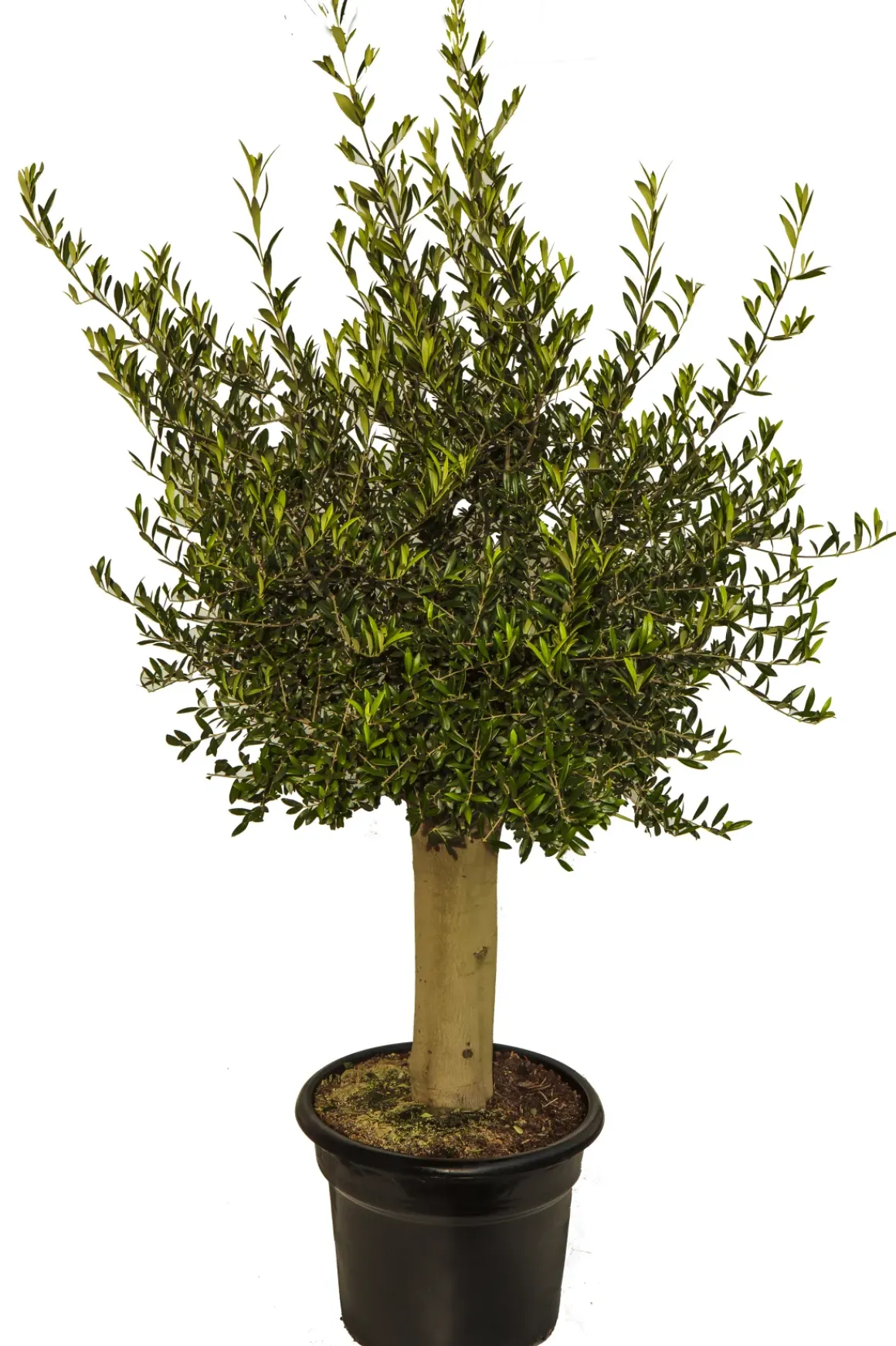 Olijfboom (Olea) Stamomtrek Ca. 30-40Cm 40L 175Cm