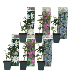 Passiflora - Mix Van 6 - Klimplant - Pot 9Cm - Hoogte 25-40Cm