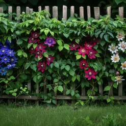 Passiflora - Mix Van 6 - Klimplant - Pot 9Cm - Hoogte 25-40Cm