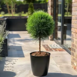 Pinus Summer Breeze - Dwergden - Pot 24Cm - Hoogte 70-80Cm