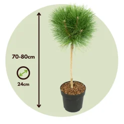 Pinus Summer Breeze - Dwergden - Pot 24Cm - Hoogte 70-80Cm