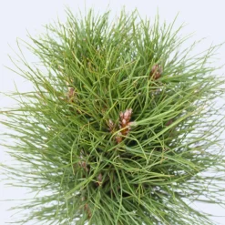 Pinus Summer Breeze - Dwergden - Pot 24Cm - Hoogte 70-80Cm