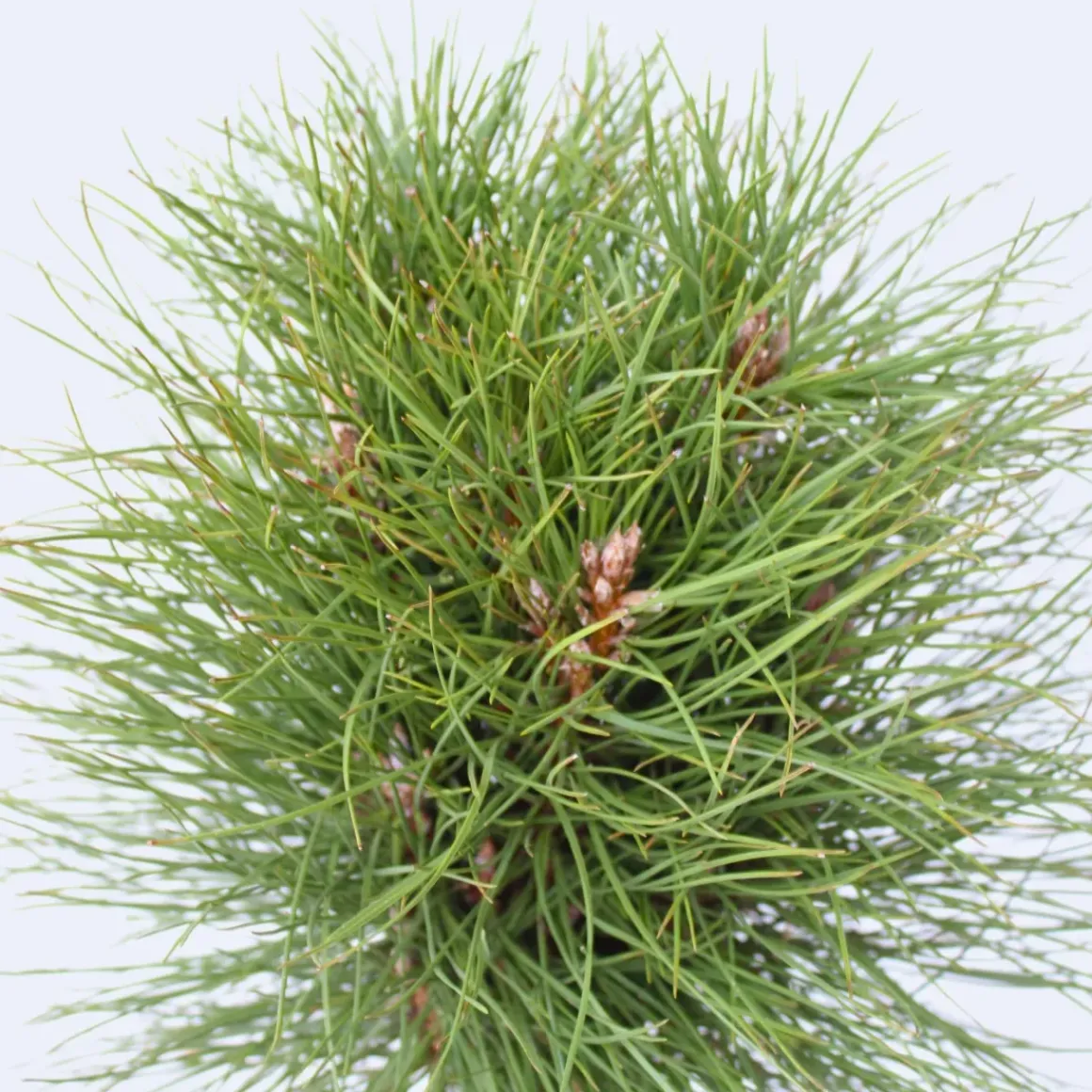Pinus Summer Breeze - Dwergden - Pot 24Cm - Hoogte 70-80Cm