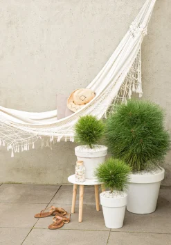 Pinus Summer Breeze - Dwergden - Pot 24Cm - Hoogte 70-80Cm