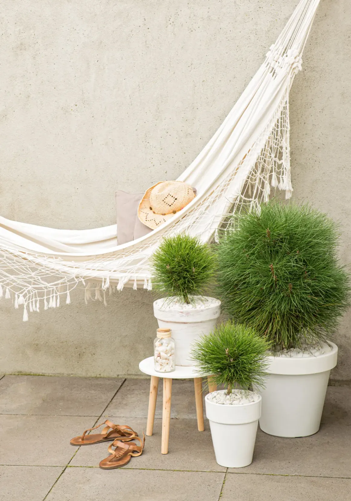Pinus Summer Breeze - Dwergden - Pot 24Cm - Hoogte 70-80Cm