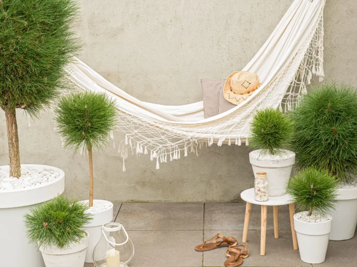 Pinus Summer Breeze - Dwergden - Pot 24Cm - Hoogte 70-80Cm