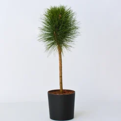 Pinus Summer Breeze - Dwergden - Pot 24Cm - Hoogte 70-80Cm