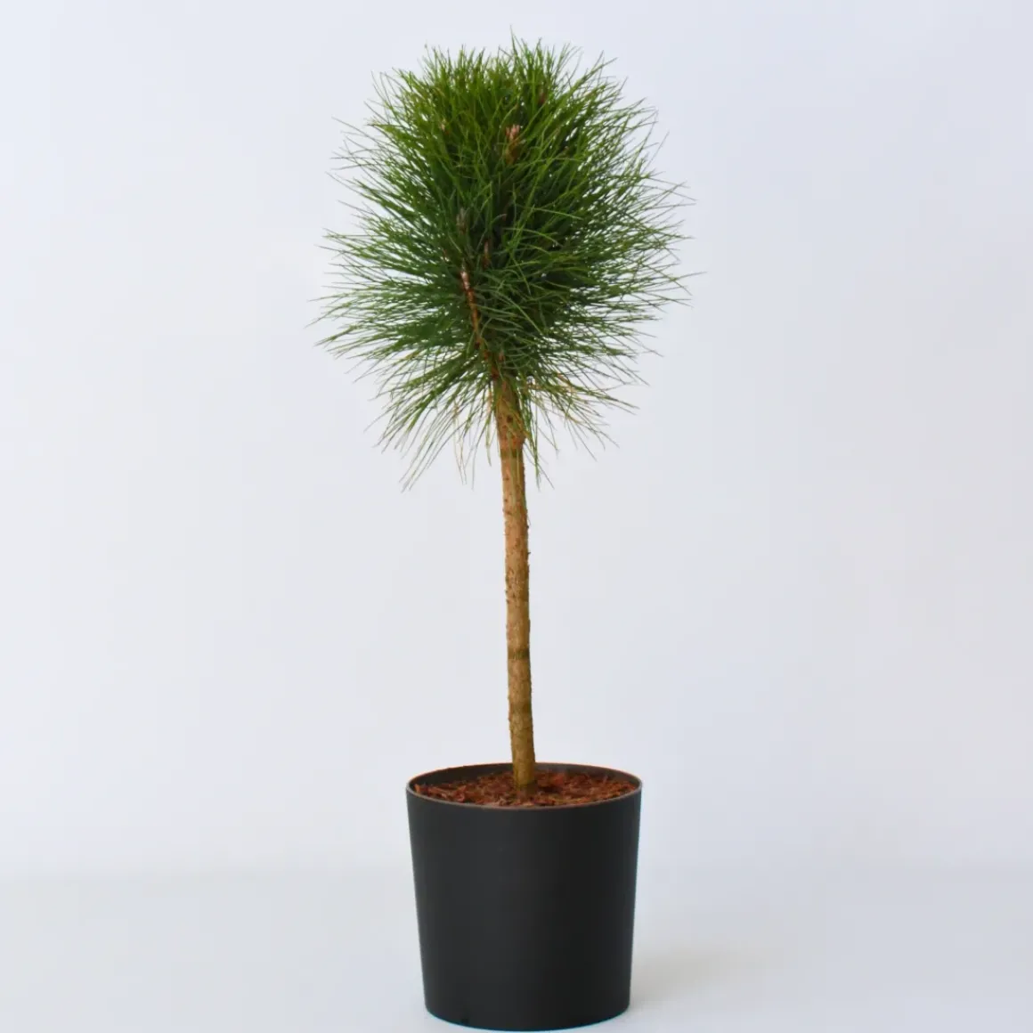 Pinus Summer Breeze - Dwergden - Pot 24Cm - Hoogte 70-80Cm