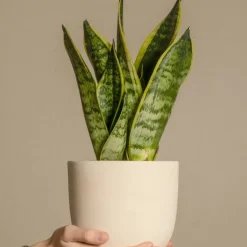 Sansevieria Laurentii - Set Van 4 - Vrouwentong - Pot 12Cm - Hoogte 30-40Cm