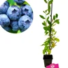 Schramas.Com Blauwe Bes Vaccinium Corymbosum Blue Crop + Pot 9Cm