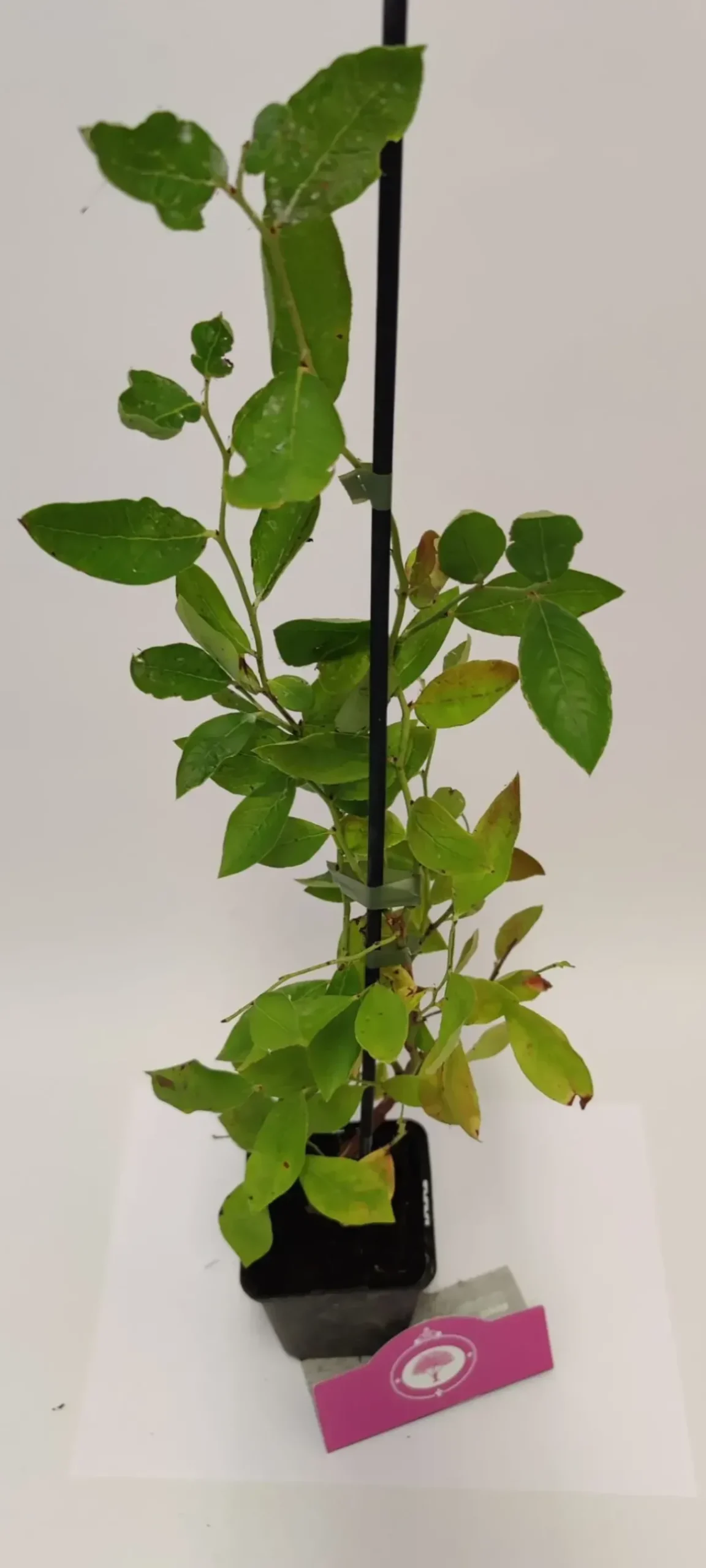 Schramas.Com Blauwe Bes Vaccinium Corymbosum Blue Crop + Pot 9Cm