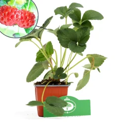 Schramas.Com Framboos-Aardbei Fragaria Ananassa Framberry + Pot 9Cm 3 Stuks