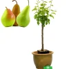 Schramas.Com Perenboom Pyrus Communis Trio Peer Drie Soorten Aan Een Boom + Pot 19Cm
