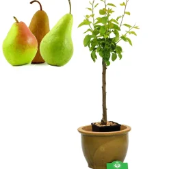 Schramas.Com Perenboom Pyrus Communis Trio Peer Drie Soorten Aan Een Boom + Pot 19Cm