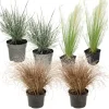 Siergrassenpakket - Set Van 6 - Pot 10.5Cm - Hoogte 15-25Cm