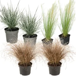 Siergrassenpakket - Set Van 6 - Pot 10.5Cm - Hoogte 15-25Cm