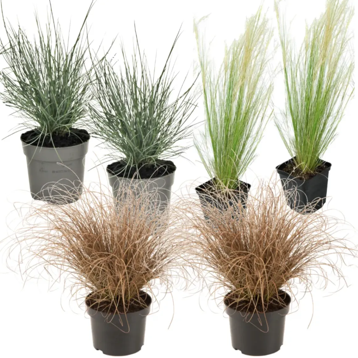 Siergrassenpakket - Set Van 6 - Pot 10.5Cm - Hoogte 15-25Cm