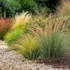 Siergrassenpakket - Set Van 6 - Pot 10.5Cm - Hoogte 15-25Cm