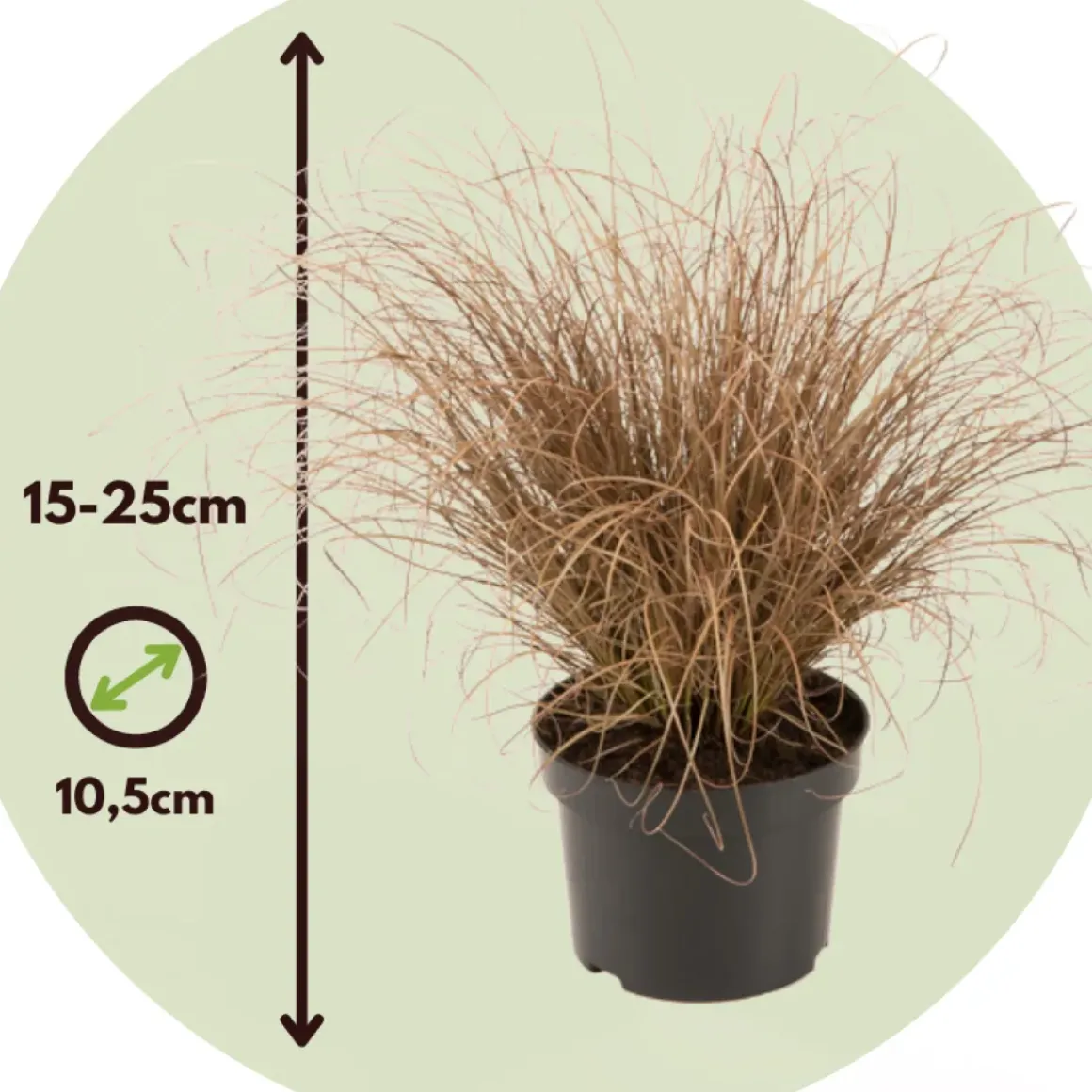 Siergrassenpakket - Set Van 6 - Pot 10.5Cm - Hoogte 15-25Cm