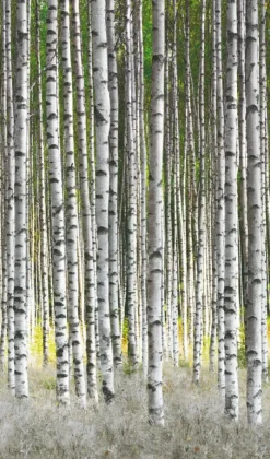 Smart Art Fotobehang Berkenbos