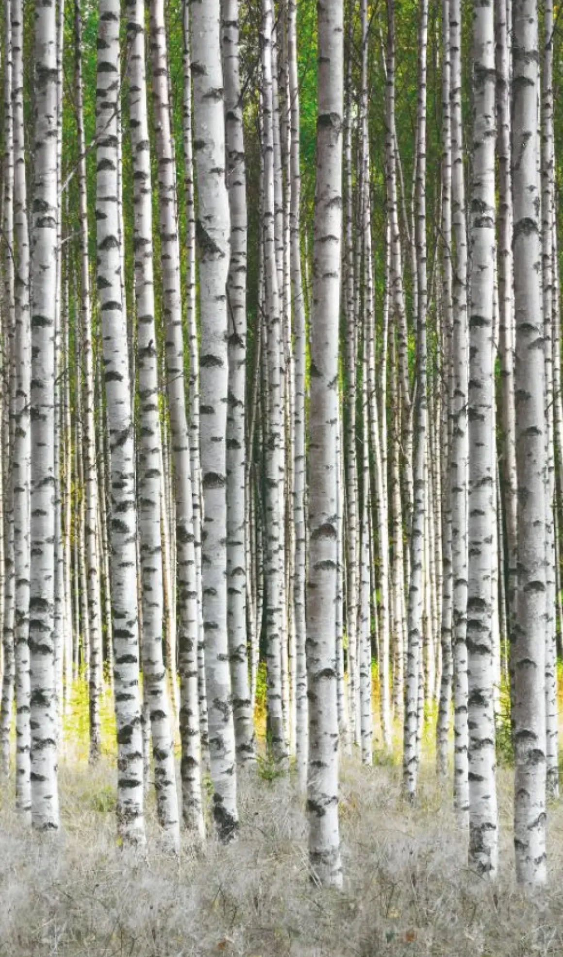 Smart Art Fotobehang Berkenbos